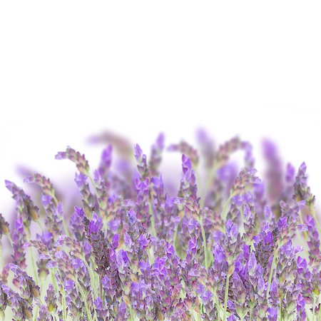 simsearch:400-03928421,k - Lavender field  flowers isolated on white background Stockbilder - Microstock & Abonnement, Bildnummer: 400-07039455