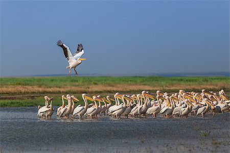 pelecanus - a group of pelicans in the Danube Delta, Romania Stock Photo - Budget Royalty-Free & Subscription, Code: 400-07039479