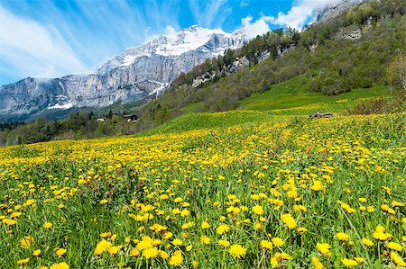 Field with dandelions on a background of the Bernese Alps Stock Photo - Budget Royalty-Free & Subscription, Code: 400-07039619