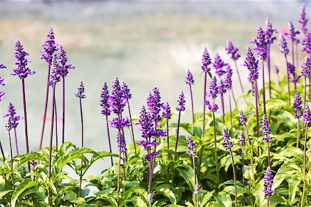 simsearch:400-07676525,k - Meadow with blooming Blue Salvia herbal flowers. Blue Salvia is plant in the mint family. Stockbilder - Microstock & Abonnement, Bildnummer: 400-07039819