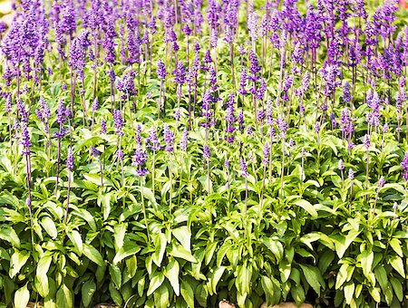 simsearch:400-07676525,k - Meadow with blooming Blue Salvia herbal flowers. Blue Salvia is plant in the mint family. Stockbilder - Microstock & Abonnement, Bildnummer: 400-07039820