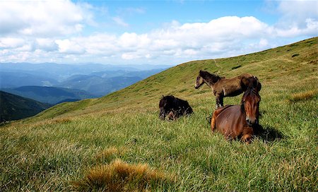 Horses in mountains on cloudy sky background. Carpatians Stock Photo - Budget Royalty-Free & Subscription, Code: 400-07032361