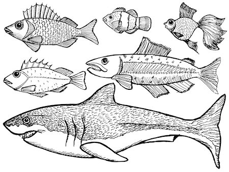 sébaste - set of sketch illustration of kinds of the fish Photographie de stock - Aubaine LD & Abonnement, Code: 400-07032689