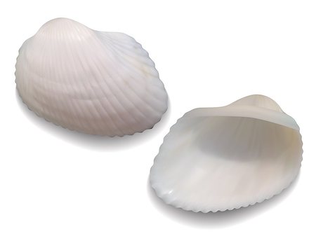 simsearch:400-04638537,k - Seashells isolated on white background. Vector illustration Photographie de stock - Aubaine LD & Abonnement, Code: 400-07032724