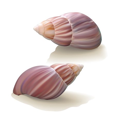simsearch:400-07099101,k - Seashells isolated on white background. Vector illustration Stock Photo - Budget Royalty-Free & Subscription, Code: 400-07033159