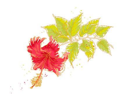The contour drawing hibiscus flower with leaves, isolated on white background. Watercolor style. Photographie de stock - Aubaine LD & Abonnement, Code: 400-07033191