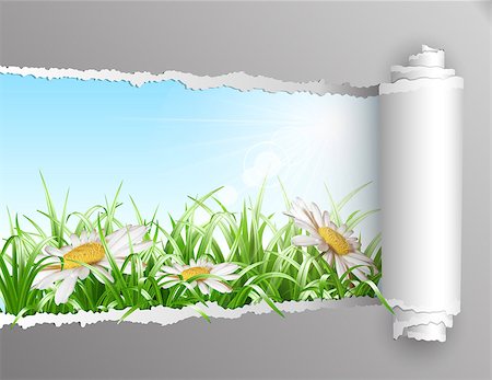 paper torn curl - The window in the summer. Torn paper with opening showing summer background with grass and daisy flowers. Vector illustration Stock Photo - Budget Royalty-Free & Subscription, Code: 400-07033268