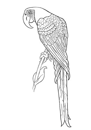 perruche - parrot silhouette Photographie de stock - Aubaine LD & Abonnement, Code: 400-07033841