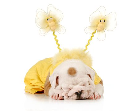 cute puppy - female english bulldog puppy wearing yellow laying down isolated on white background - 8 weeks old Stock Photo - Budget Royalty-Free & Subscription, Code: 400-07044013