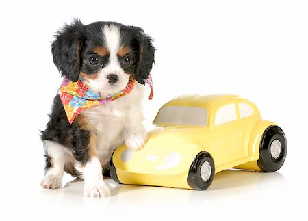 simsearch:400-06461634,k - travelling with puppy - cavalier king charles puppy sitting beside toy car - puppy 7 weeks old Stock Photo - Budget Royalty-Free & Subscription, Code: 400-07044026