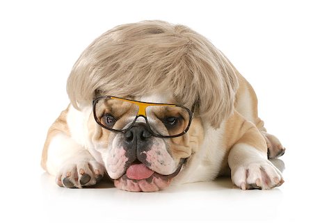 fat dog - funny dog - english bulldog wearing silly wig and glasses isolated on white background Stock Photo - Budget Royalty-Free & Subscription, Code: 400-07044034