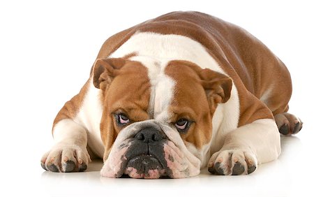 simsearch:400-06758887,k - mad dog - english bulldog laying down with sour expression isolated on white background Stock Photo - Budget Royalty-Free & Subscription, Code: 400-07044041
