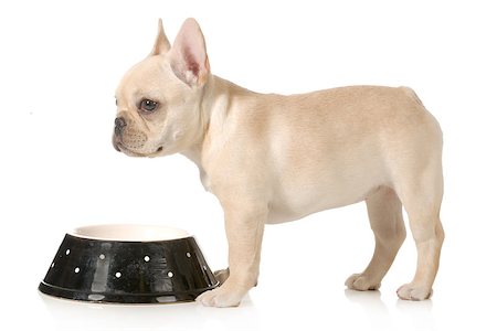 simsearch:400-07208442,k - dog dinner time - french bulldog puppy standing at dog food bowl isolated on white background Stockbilder - Microstock & Abonnement, Bildnummer: 400-07044059