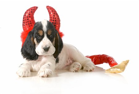 simsearch:400-06461634,k - naughty puppy - english cocker spaniel puppy dressed up like a devil Stock Photo - Budget Royalty-Free & Subscription, Code: 400-07044053