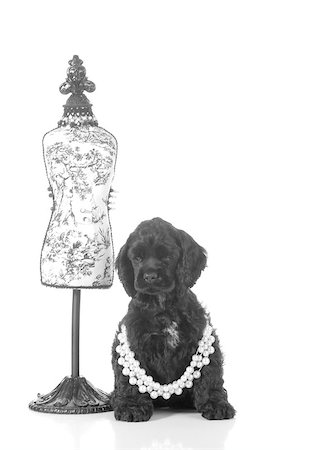 dressmaker black and white - cute puppy - american cocker spaniel puppy female sitting beside dressmakers mannequin isolated on white background - 7 weeks old Stock Photo - Budget Royalty-Free & Subscription, Code: 400-07044063
