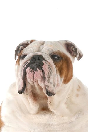 simsearch:400-06461152,k - english bulldog portrait isolated on white background Stock Photo - Budget Royalty-Free & Subscription, Code: 400-07044079