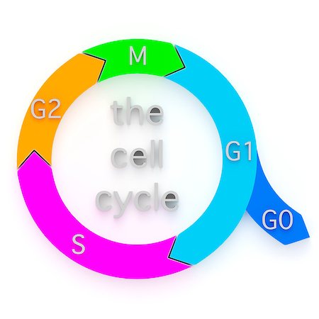 simsearch:400-04955160,k - Diagram showing the sequential phases of the Cell Cycle, or cell-division cycle, during which an eukaryotic cell duplicates and replicates itself by division into daughter cells Stock Photo - Budget Royalty-Free & Subscription, Code: 400-07044084