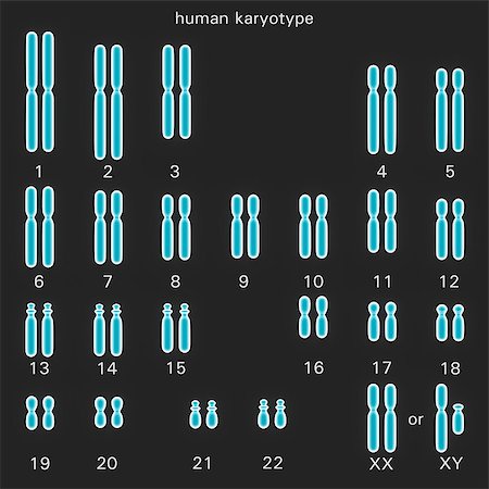 somersault1824 (artist) - Normal human karyotype which is the diploid pairing of the chromosomes dependant upon their number, size, and coding and controls inherited characteristics in genetics Foto de stock - Royalty-Free Super Valor e Assinatura, Número: 400-07044086