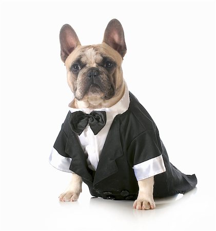 scared dog - handsome dog - french bulldog dressed up wearing tuxedo isolated on white background Stock Photo - Budget Royalty-Free & Subscription, Code: 400-07044081