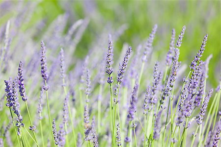 simsearch:400-04847486,k - close-up of beautiful blooming lavender Foto de stock - Royalty-Free Super Valor e Assinatura, Número: 400-07044112