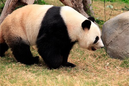 pandas sitting on grass - Big panda in zoo Hong Kong Stock Photo - Budget Royalty-Free & Subscription, Code: 400-07044137