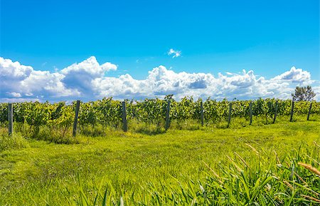 simsearch:400-08888252,k - Rows of grapes (Blomidon Estate Winery, Nova Scotia, Canada) Stockbilder - Microstock & Abonnement, Bildnummer: 400-07044142