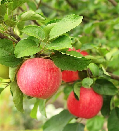 simsearch:400-07513164,k - Ripe red apples. Summer time Stock Photo - Budget Royalty-Free & Subscription, Code: 400-07044297