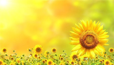 simsearch:400-05682398,k - Bright yellow sunflowers and sun Stock Photo - Budget Royalty-Free & Subscription, Code: 400-07044298