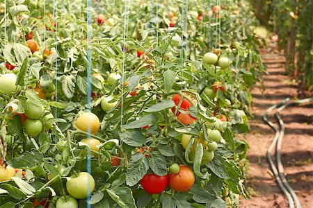 Many ripening tomatoes in soil ground greenhouse Stock Photo - Budget Royalty-Free & Subscription, Code: 400-07044704