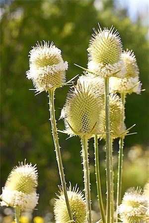 simsearch:400-04545260,k - Flowering of Common Teasel close up. In Latin: Dipsacus sylvestris, family Dipsacaceae Stock Photo - Budget Royalty-Free & Subscription, Code: 400-07044705