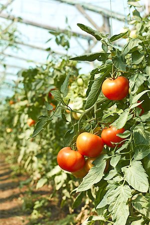 simsearch:400-06384379,k - Tassel of red tomatoes that ripening in greenhouse Stock Photo - Budget Royalty-Free & Subscription, Code: 400-07044703