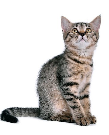 simsearch:400-07250069,k - Little striped  kitten looking up. Studio shot. Photographie de stock - Aubaine LD & Abonnement, Code: 400-07044936