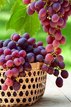 simsearch:400-05194830,k - Ripe pink grapes in a basket lit by the sun Stockbilder - Microstock & Abonnement, Bildnummer: 400-07045133