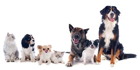 dog and cat white background - seven dogs and cat in front of white background Stock Photo - Budget Royalty-Free & Subscription, Code: 400-07045189