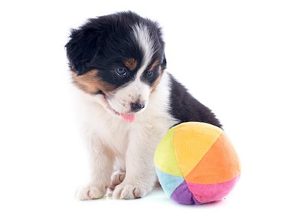 simsearch:400-07299217,k - purebred puppy australian shepherd with a toy  in front of white background Photographie de stock - Aubaine LD & Abonnement, Code: 400-07045197