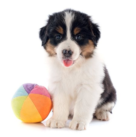 simsearch:400-07299217,k - purebred puppy australian shepherd  in front of white background Photographie de stock - Aubaine LD & Abonnement, Code: 400-07045199