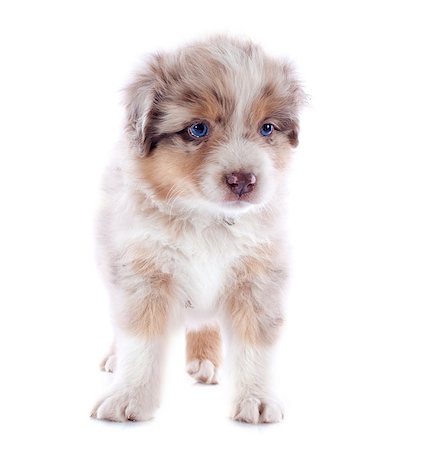 sheep dog - purebred australian shepherd  in front of white background Photographie de stock - Aubaine LD & Abonnement, Code: 400-07045206