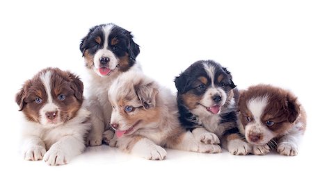 simsearch:400-08553324,k - puppies australian shepherd  in front of white background Foto de stock - Super Valor sin royalties y Suscripción, Código: 400-07045218