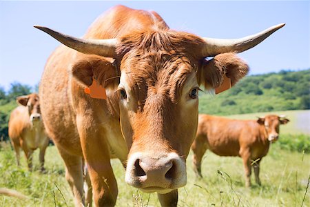 brown cow of Limousin in a field Stock Photo - Budget Royalty-Free & Subscription, Code: 400-07045221
