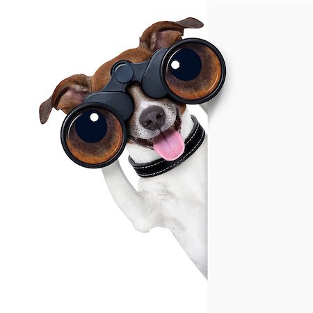 eye background for banner - binoculars dog searching, looking and observing Stock Photo - Budget Royalty-Free & Subscription, Code: 400-07045415