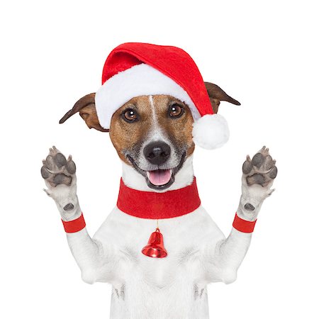 funny jack russell christmas pictures - hello goodbye high five christmas  dog with paws up Stock Photo - Budget Royalty-Free & Subscription, Code: 400-07045423