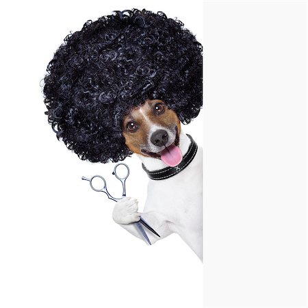 simsearch:400-07046129,k - hairdresser  scissors comb dog beside white banner Fotografie stock - Microstock e Abbonamento, Codice: 400-07045430