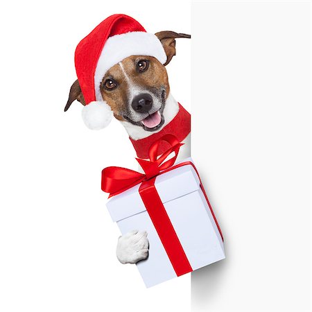 simsearch:400-07050961,k - christmas dog as santa behind placard with big present as a gift Stock Photo - Budget Royalty-Free & Subscription, Code: 400-07045445