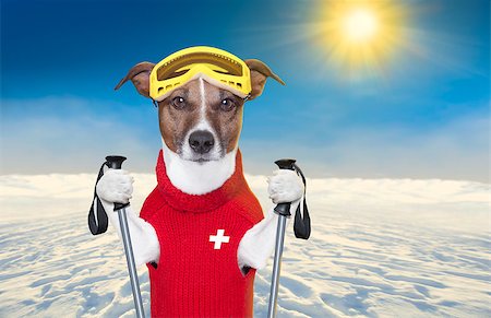 funny freezing cold photos - snow skiing dog with red wool sweater Stock Photo - Budget Royalty-Free & Subscription, Code: 400-07045449