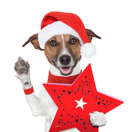 simsearch:400-05742476,k - surprise christmas dog with a red present box Photographie de stock - Aubaine LD & Abonnement, Code: 400-07045456