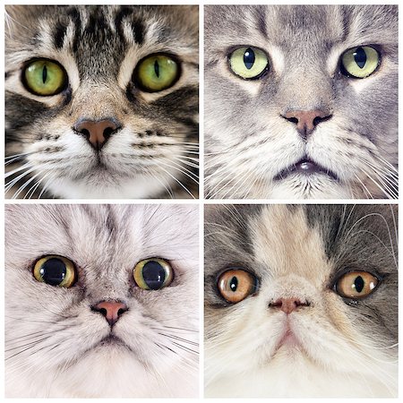 simsearch:400-08412984,k - four portrait of purebred cats  in studio Photographie de stock - Aubaine LD & Abonnement, Code: 400-07045548