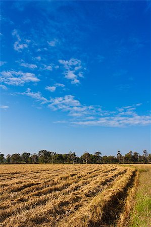 Paddy rice field after harvesting with blue sky Stock Photo - Budget Royalty-Free & Subscription, Code: 400-07045554