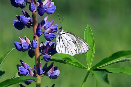 Beautiful white butterfly on blue lupine against green nature background Stock Photo - Budget Royalty-Free & Subscription, Code: 400-07045944