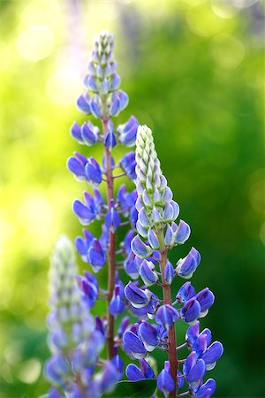 Beautiful blue lupine closeup on green background Stock Photo - Budget Royalty-Free & Subscription, Code: 400-07045947