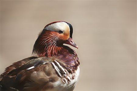 Closeup portrait of beautiful mandarin duck on gray background Photographie de stock - Aubaine LD & Abonnement, Code: 400-07045948